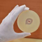 ANTIMICROBIAL AND SPORICIDAL ACTIVITY AGAINST BACILLUS CEREUS